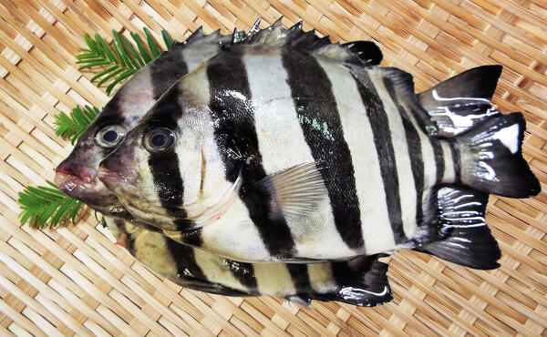 シマダイの写真